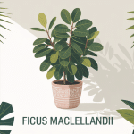 ficus maclellandii plante intérieure guide complet