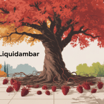 liquidambar inconvénient arbre illustration automne racines et fruits piquants