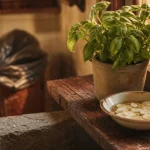 Recette de grand mère comment éloigner les mouches : vinaigre et rondelles d’ail