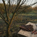 Quand tailler les pruniers : fin d’hiver, sécateur désinfecté